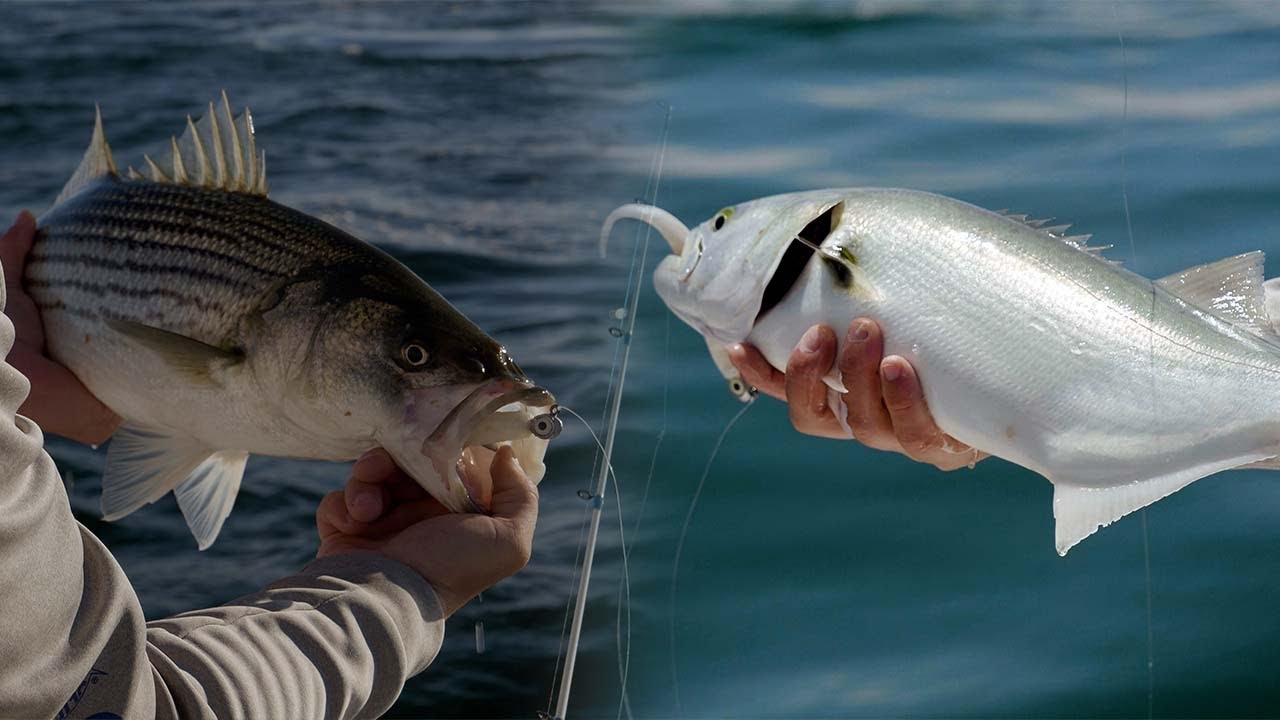 Squid Run Stripers  Using Soft Plastics for Stripers and Blues in