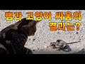 뱀과 고양이 혈전 결과는? What is the result of a snake and cat blood clot?