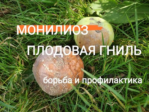 Почему гниют яблоки и груши прямо на дереве?Монилиоз( плодовая гниль) яблони.Как лечить.