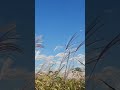 직접봐야 더 좋은 #하늘공원 #억새축제