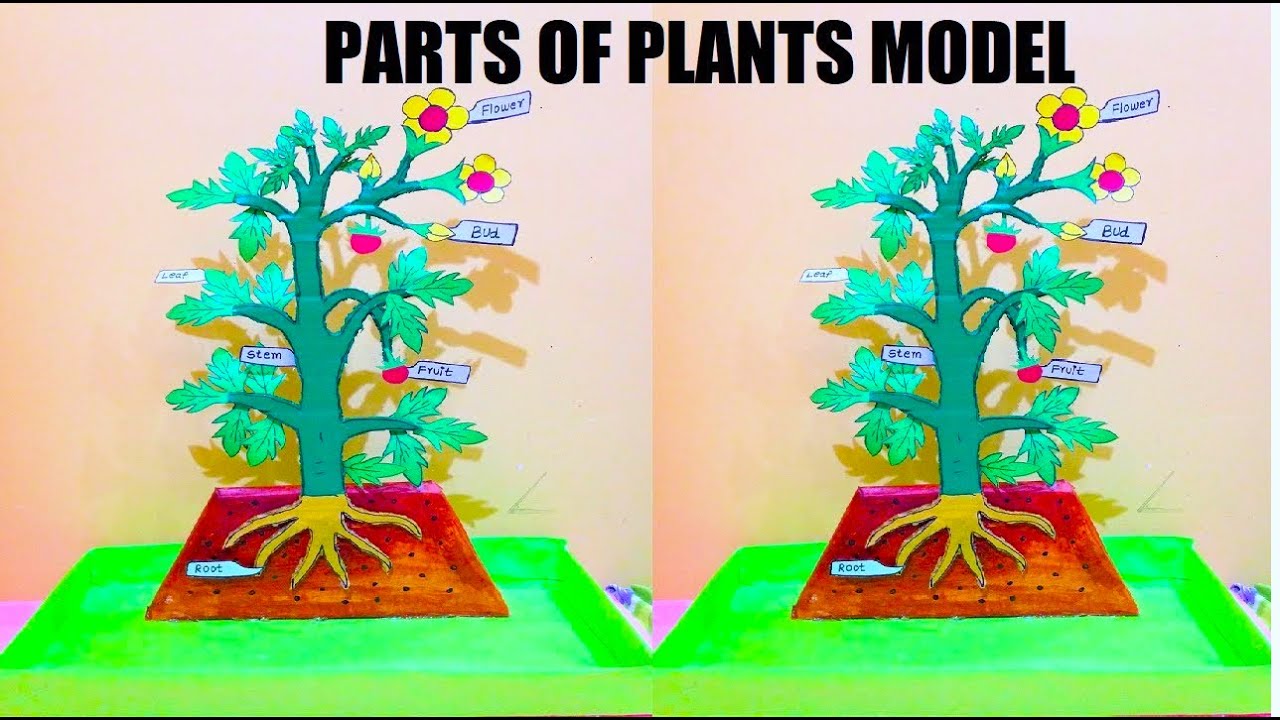 PARTS OF PLANTS MODEL 3d Making using Cardboard - DIY - BIOLOGY ...