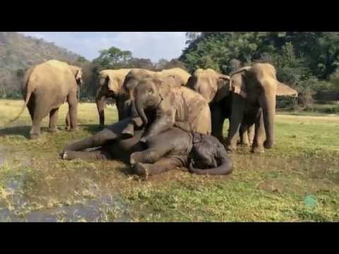 Gli elefanti giocano a wrestling