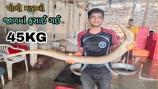 Deep Sea Indian Baam Fishing Boat Okha Amazing Baam Fish Catching Ocean Indian Fishing Boat
