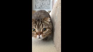 Sneaky Cat Attack!