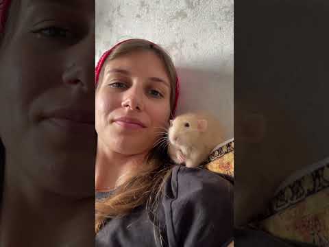 Крысотерапия 🐀❤️