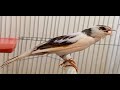 اقوى تغريد كناري لتهييج الذكر 32