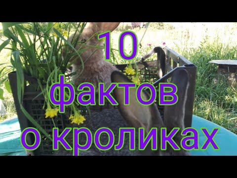10 ФАКТОВ о кроликах. Копрофагия.Сколько зубов у кролика. Кормление крольчат.Цикотрофы у кролика.