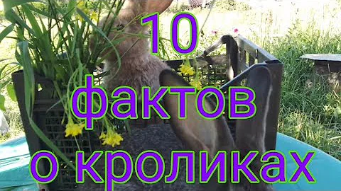 10 ФАКТОВ о кроликах. Копрофагия.Сколько зубов у кролика. Кормление крольчат.Цикотрофы у кролика.