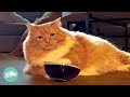 Fluffy cat wont stop rocking bowl until she gets snack  cuddle buddies