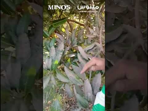 مينوس اقوي زيت معدني يعطي تأثير سريع في مكافحه الحشرات والبق الدقيقي والحشرات الثاقبه الماصه