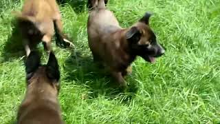Belgian Malinois Puppies For Sale
