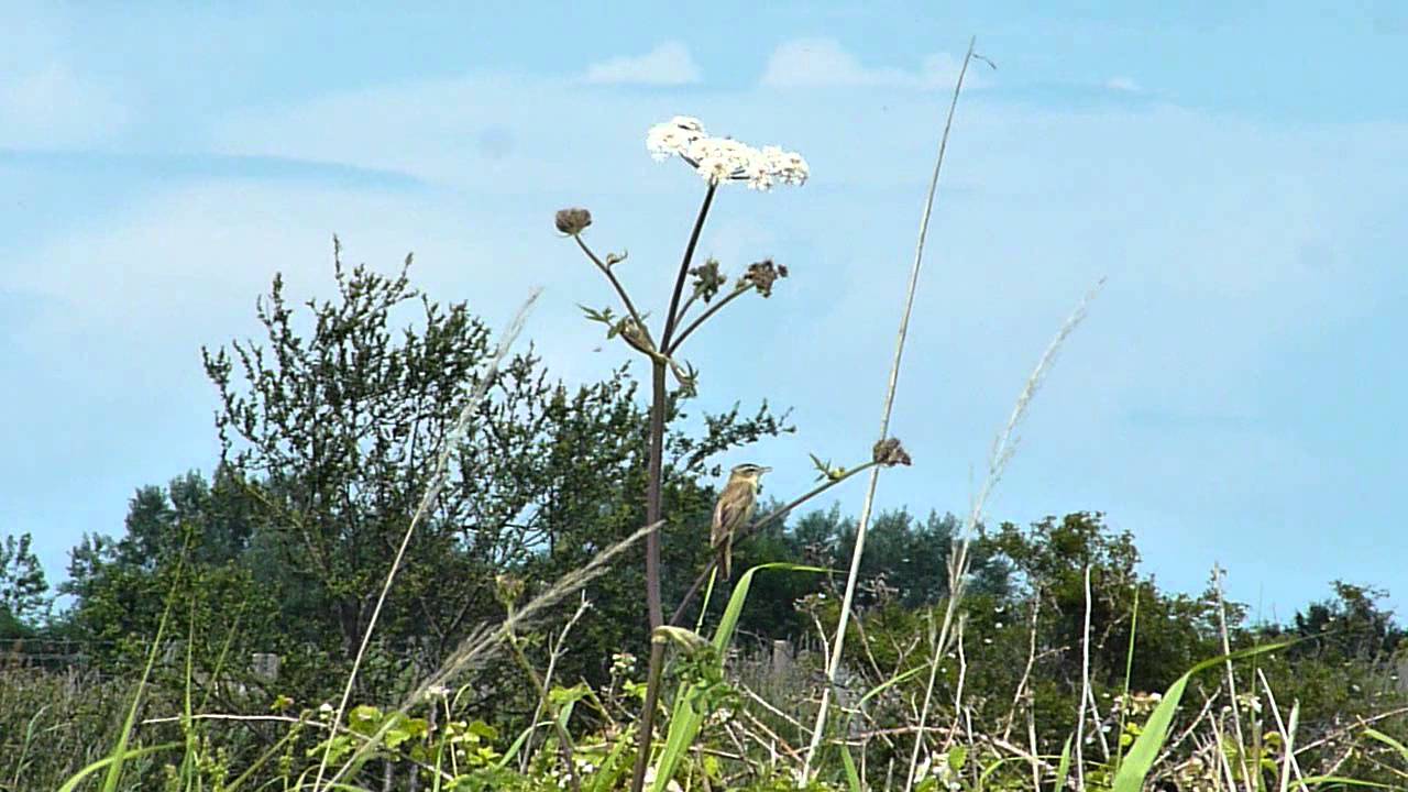 Sedge Warbler  - Stonelees, Pegwell Bay, Kent.