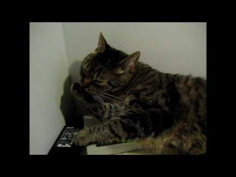 cat แปลว่า Serious hand washing