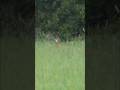 "Roe Deer Taken at Point-Blank Range"#RoeDeerHunt#CloseRangeShot#OneShotKill