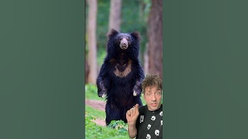The Sloth Bear is TERRIFYING