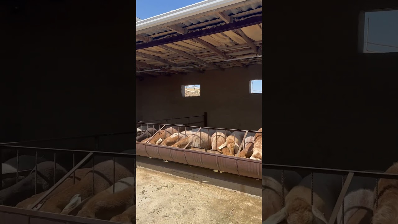 Арашан койлор Ошто 