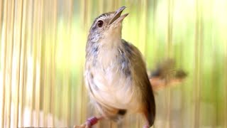 Download Lagu Burung ciblek gunung gacor ngebren rapet enak buat masteran MP3 Download Lagu Burung ciblek gunung gacor ngebren rapet enak buat masteran MP3