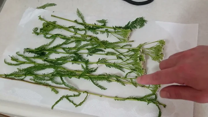 Foraging Yarrow To Make Tincture, Making Yarrow Tincture