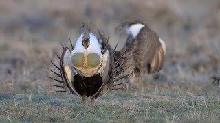 Greater Sage-Grouse Lekking Near Walden Co