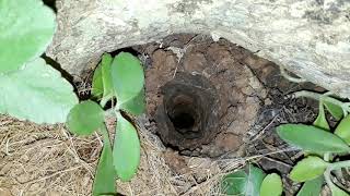 Ornithoctonus Sp Sivergrey