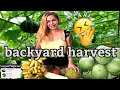 ETHEL BOOBA VLOG#91 BACKYARD HARVEST + SUPPORTING SMALL YOUTUBERS