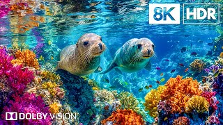 Download Lagu Unseen Ocean Creatures in 8K HDR | Dolby Vision™ MP3 Download Lagu Unseen Ocean Creatures in 8K HDR | Dolby Vision™ MP3