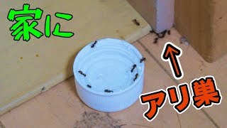 家の中にアリの巣が出来てビックリ!!(･д･川)　PDS