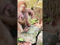 #monkey #monkeysr #babymo #animals #babymonkey #cute #funny #baby #babyanimal #monkeylove