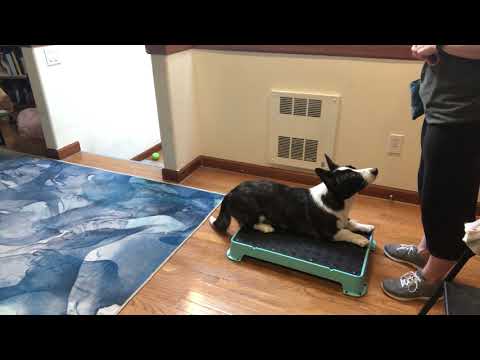 Teach your dog to STAY using Cato Boards! 