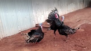 Turkey's fight for mating