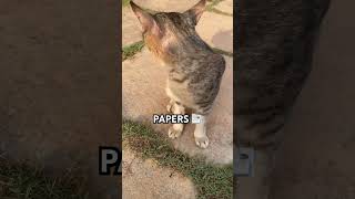 Rock Paper Scissors #cat #funny #kitten #trending #pets #cats