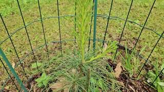 Pinus roxburghii borovice dlouholistá