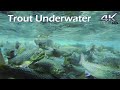 Trout Underwater / Голець, Адлер Золота Форель, Райдужна Форель під водою