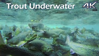 Trout Underwater / Голець, Адлер Золота Форель, Райдужна Форель під водою