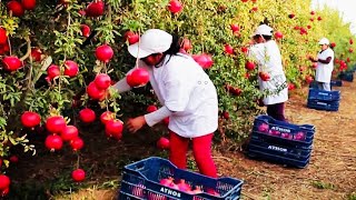 From Orchard to Bottle: Inside a Pomegranate Juice Factory |