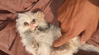 adorable kittens 😍| Best compilation of cute kitten by Universal Cattery 149 views 10 days ago 2 minutes, 6 seconds