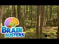 Sustainability and Forest Management Quiz