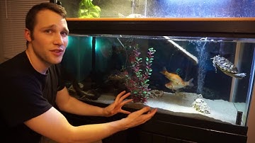 75 Gallon Turtle Tank with Above Tank Basking Platform