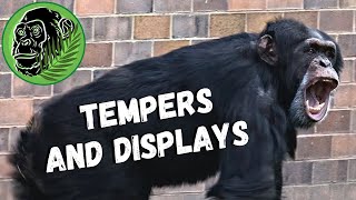 Chimpanzees Fighting At Chester Zoo