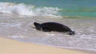 Hawaiian Monk Seals - Buster rolls into the water