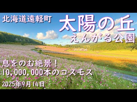 息をのむ絶景！10,000,000本のコスモス 北海道遠軽町 A breathtaking view! 10 million cosmos flowers in Engaru, Hokkaido