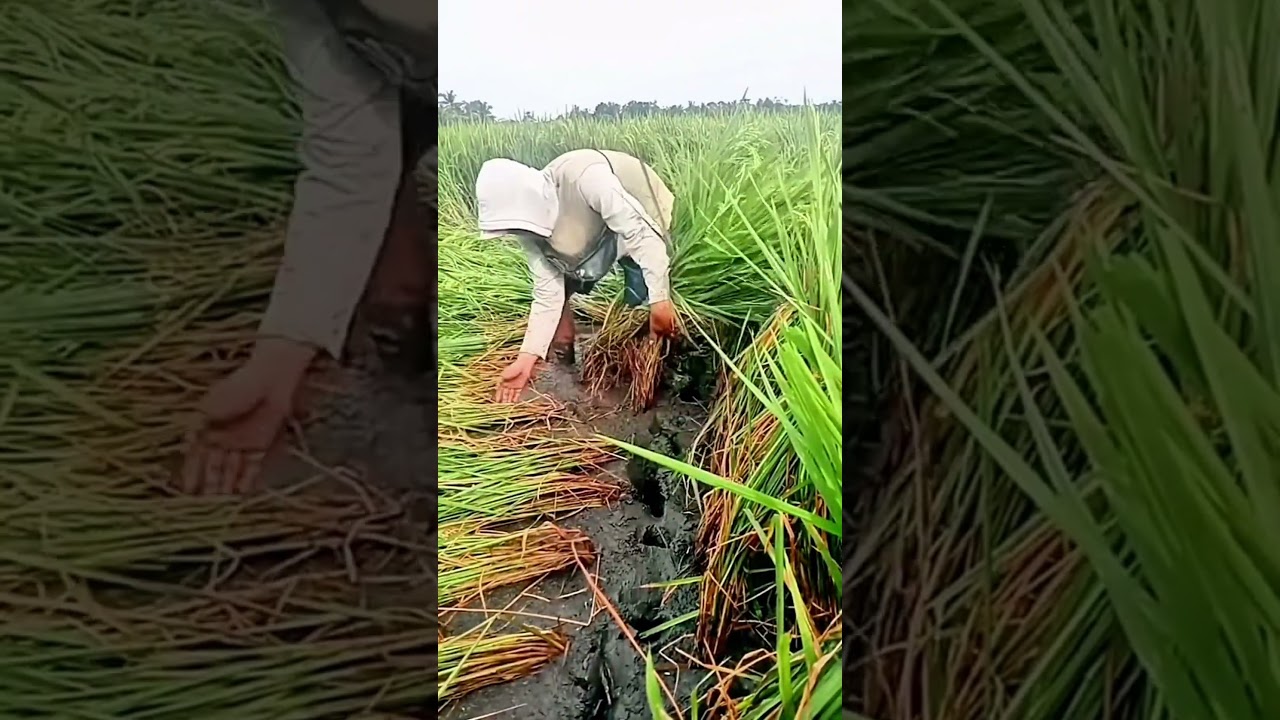 Techniques for lifting fallen rice plants