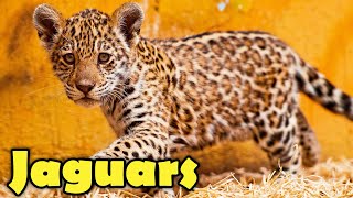 Incredible Facts About Jaguars - Jaguar Facts for Kids!