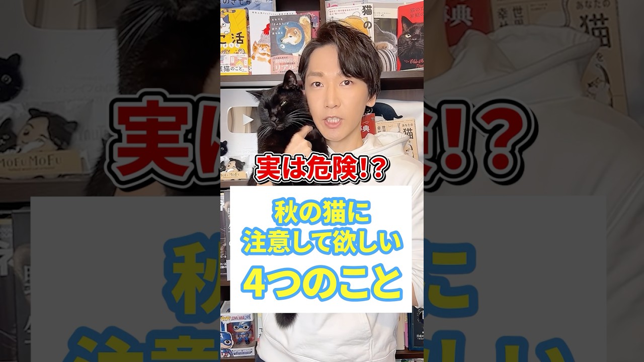 実は危険!?秋の猫に注意して欲しい4つのこと #猫 #猫のいる暮らし #ねこ