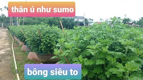 Cúc đại đóa ú nu trước giờ tắt đèn để đóng nụ