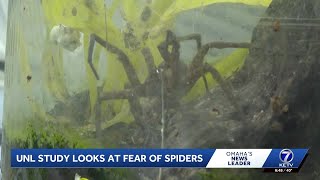 University of Nebraska Lincoln studies fear of spiders