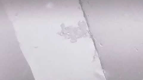 Tardigrade seen under infrared light under Raspberry Pi Microscope