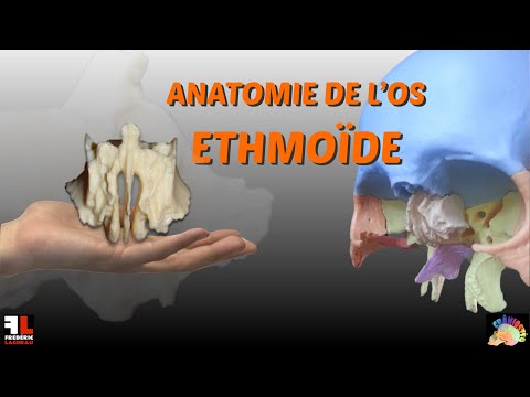 Video: Ethmoïde Sinus Anatomie, Functie En Diagram - Lichaamskaarten