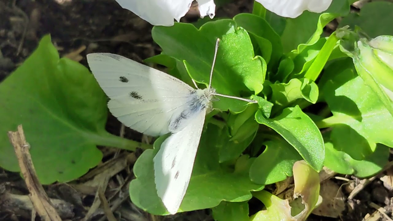 What Time Of Year Do Cabbage White Butterflies Lay Eggs? - These Green  Fingers