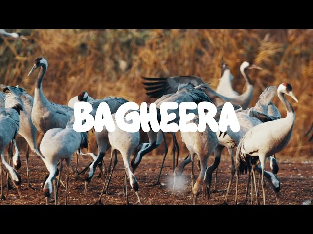 BAGHEERA: Ospite in studio Dj Lewis